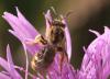 Lasioglossum sp.